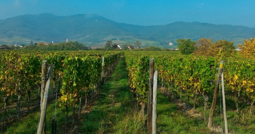 Producteurs de vins bio à Dambach la ville